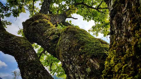 Oak-Tree  Bosnia-And-Herzegovina Nature Picture