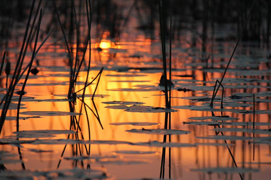 Nature Botswana Water Abendstimmung