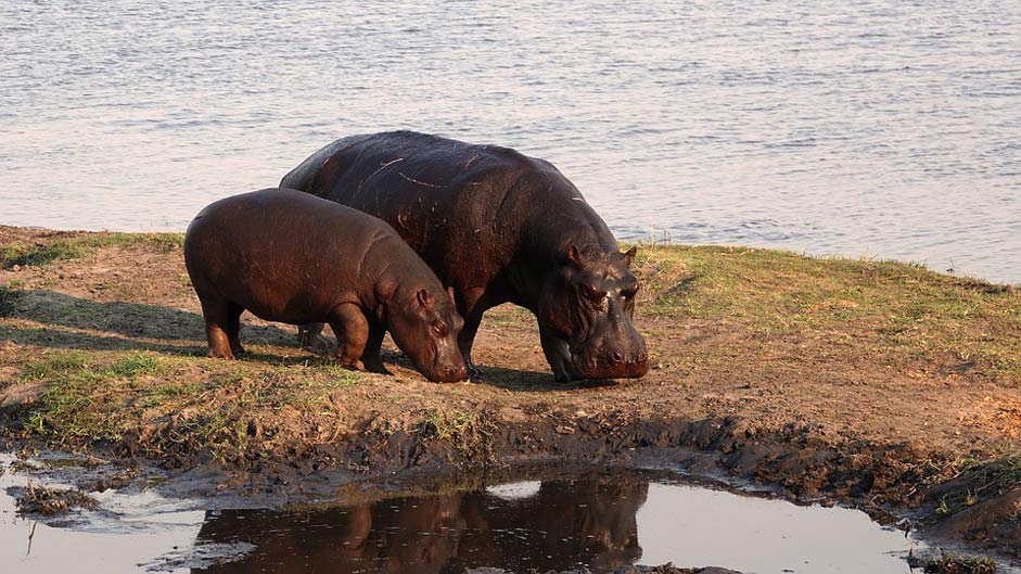 Hippo Safari Hippos Africa