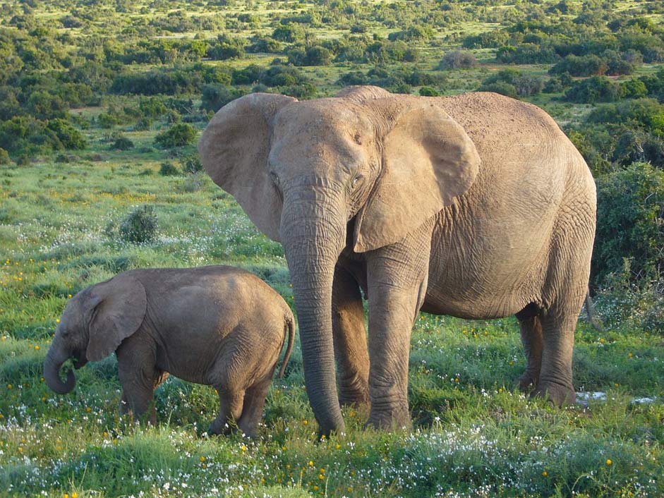 Wild Wildlife Bush African-Elephants