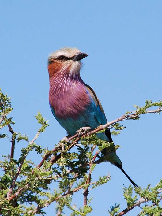 Botswana Nationaltier Forked-Roller Bird