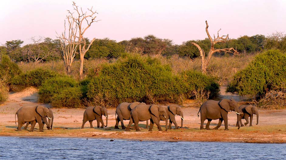 Evening-Light Elephant Chobe Botswana