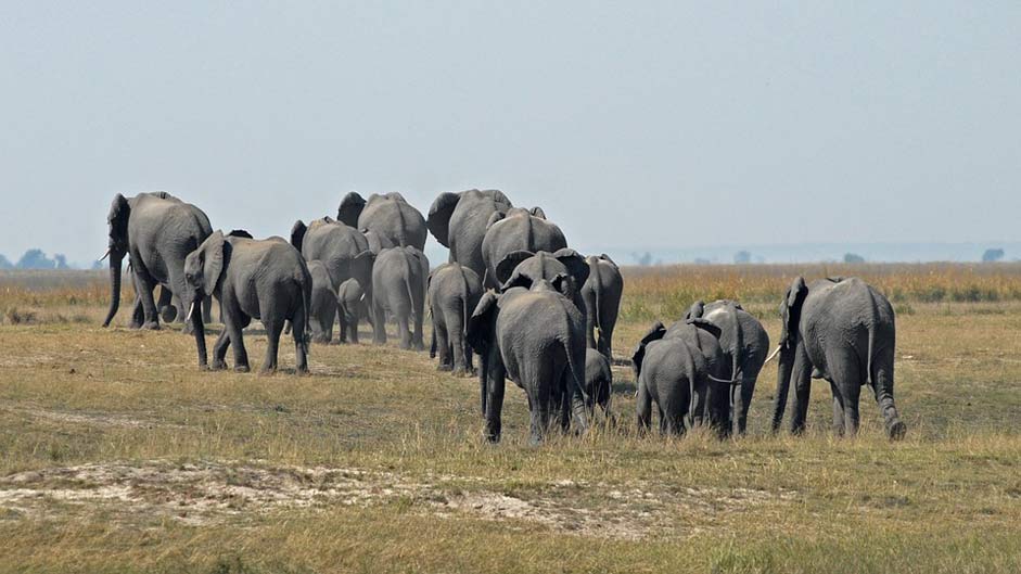  Herd-Of-Elephants Chobe Botswana
