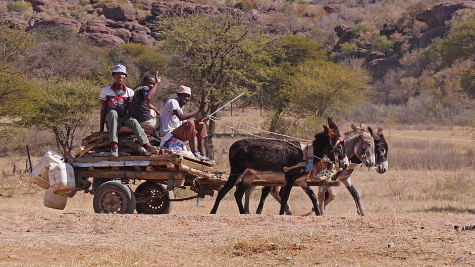 Tradition Transport Donkey-Carts Botswana
