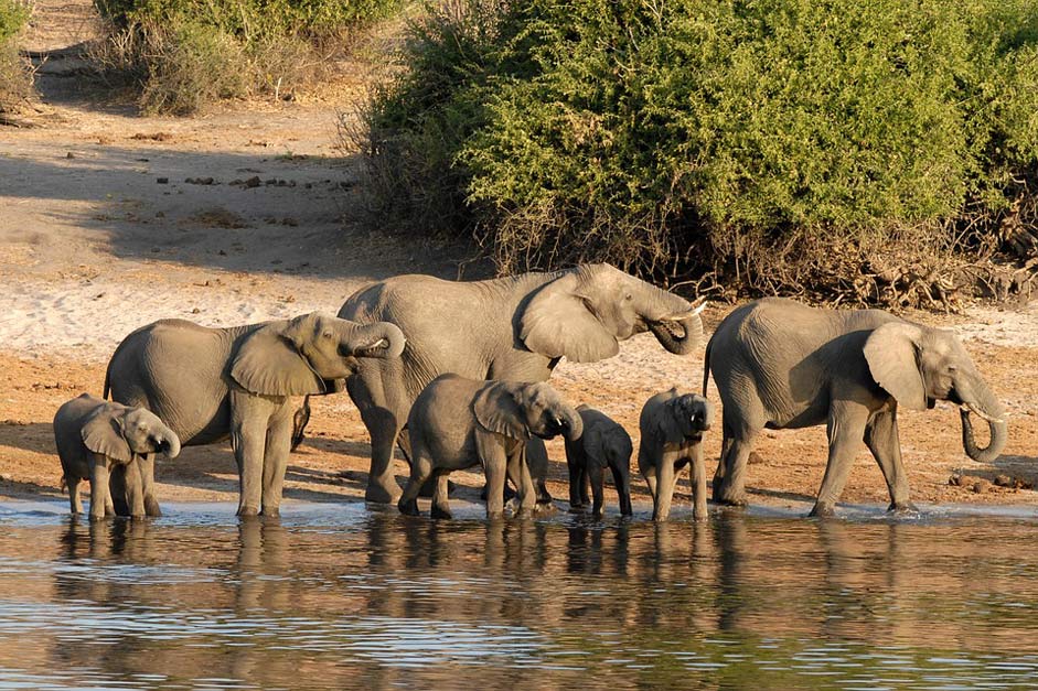 Riverside Chobe Elephant Botswana