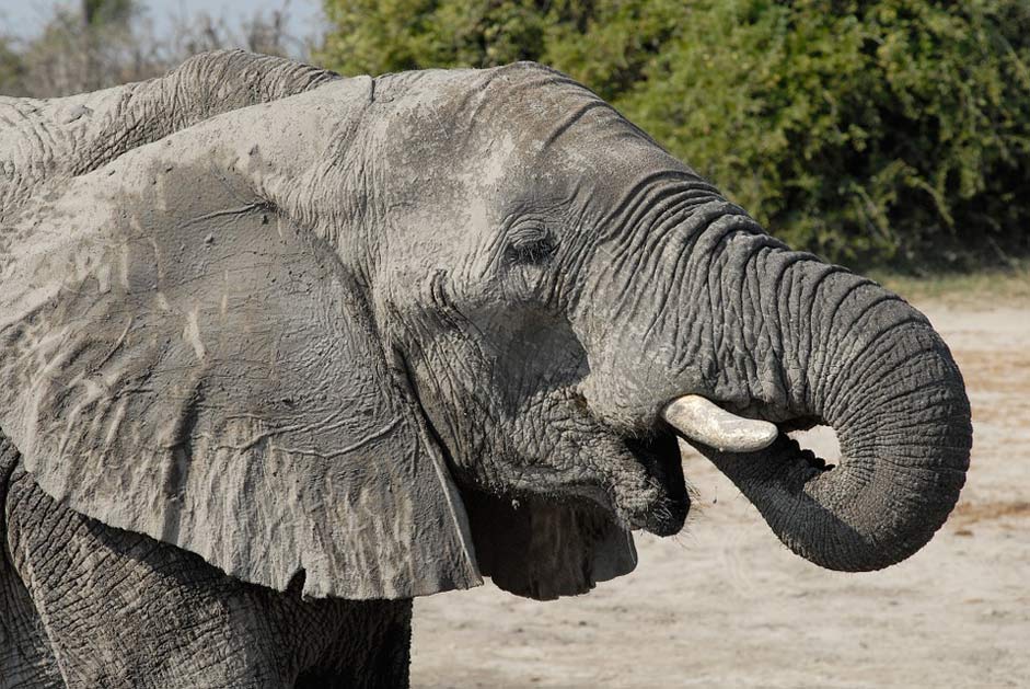  Chobe Elephant Botswana