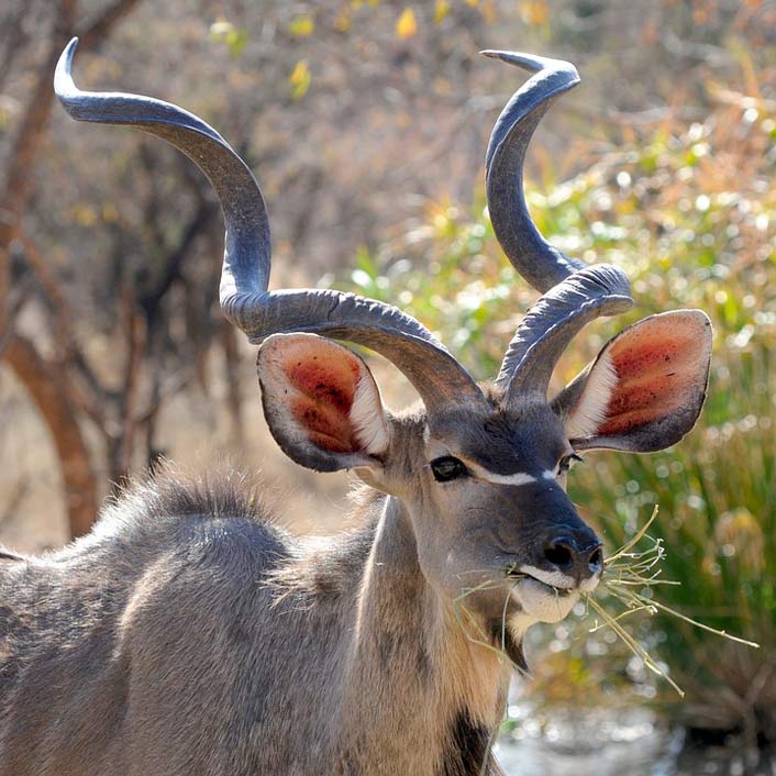 Portrait Khudu Wild-Animal Botswana