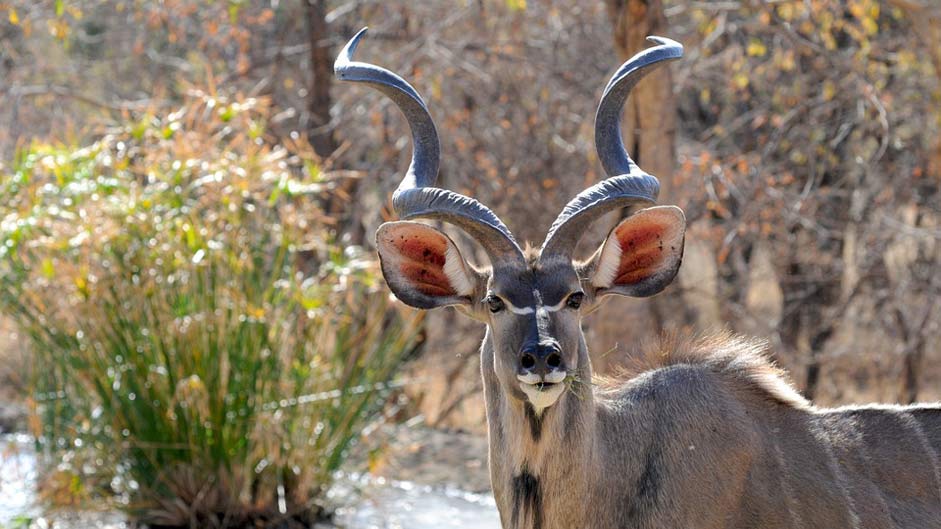 Wildlife Khudu Wild-Animal Botswana