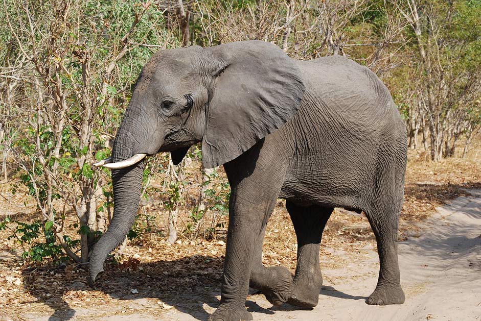  Botswana Africa Elephant