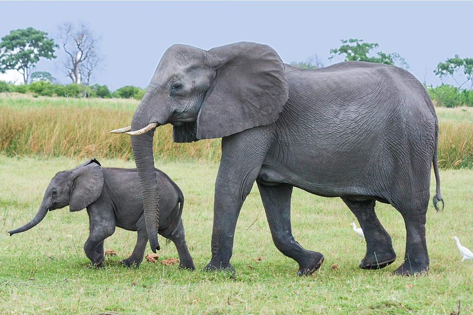 Proboscis African-Bush-Elephant Africa Elephant