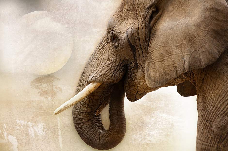 Ivory Mammal Animal Elephant