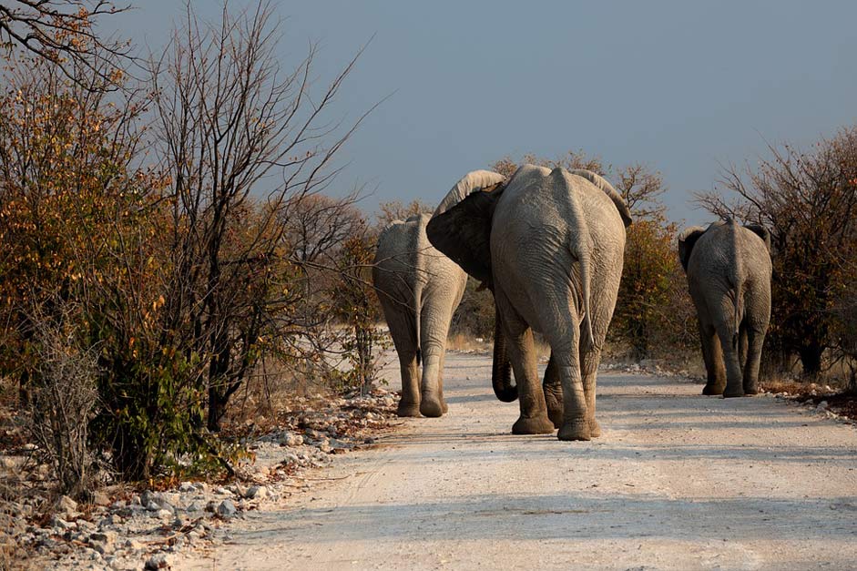 Road Wilderness Botswana Elephant