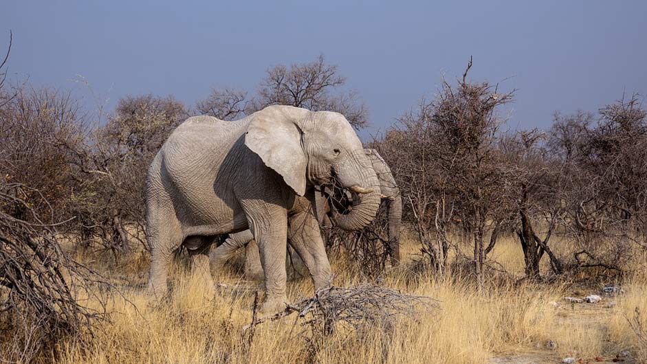 Drought Safari Botswana Elephant