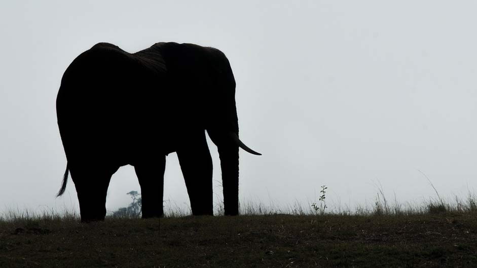 Silhouette Chobe Botswana Elephant