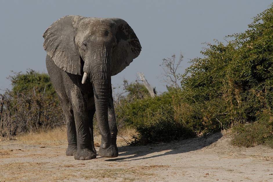 Majestic Bull Elephant Elephant-Boy