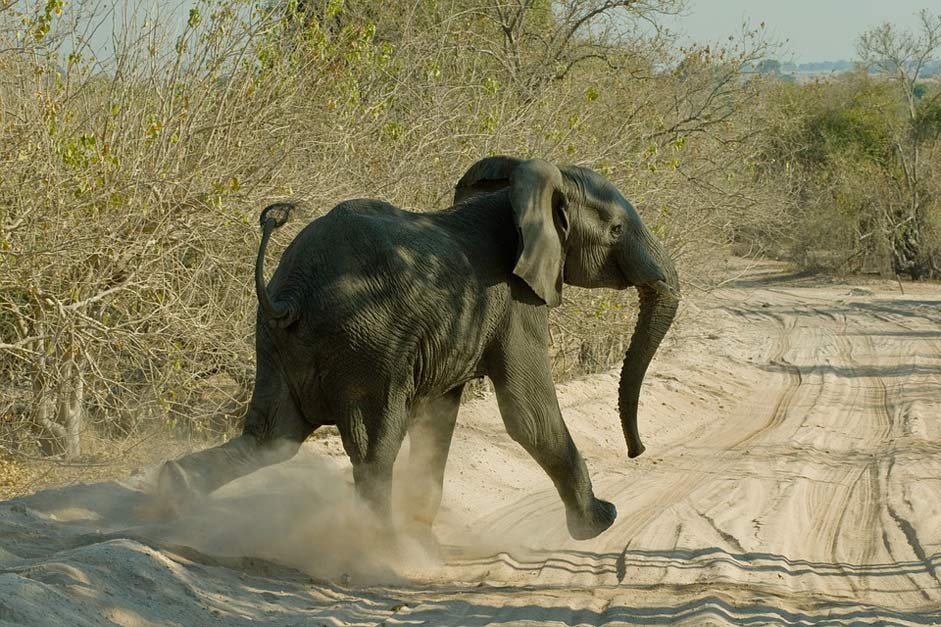  Botswana Chobe Elephant