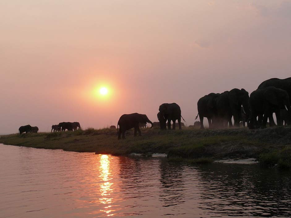 Safari Flock Herd-Of-Elephants Elephant