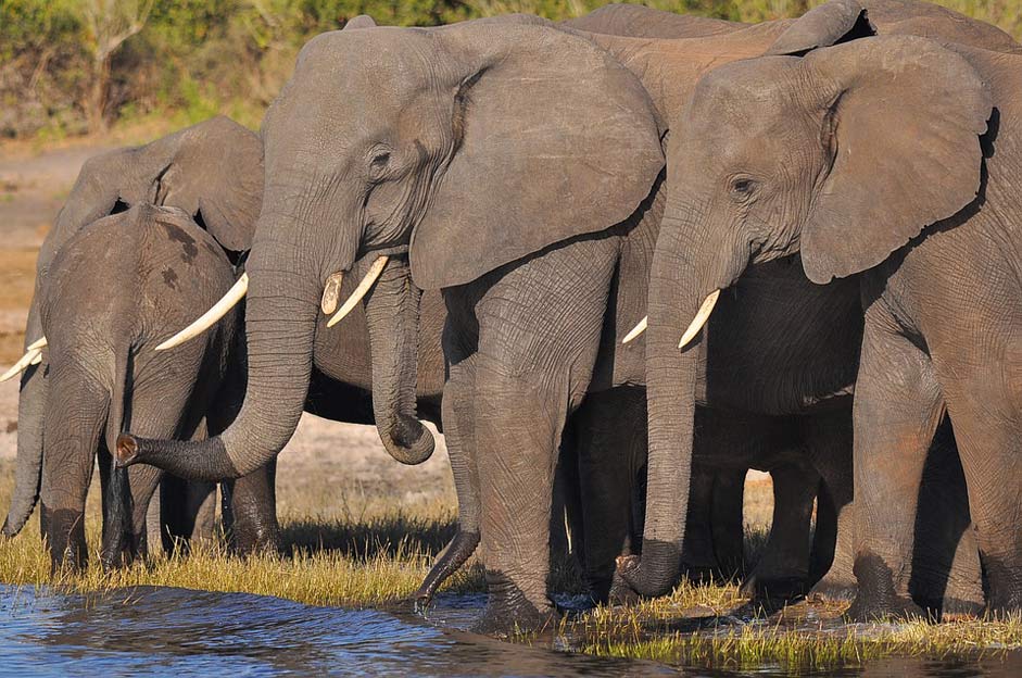 Trunk Mammal Ivory Elephant