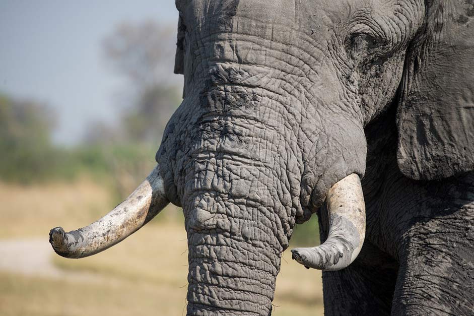 Wildlife African Tusk Elephant