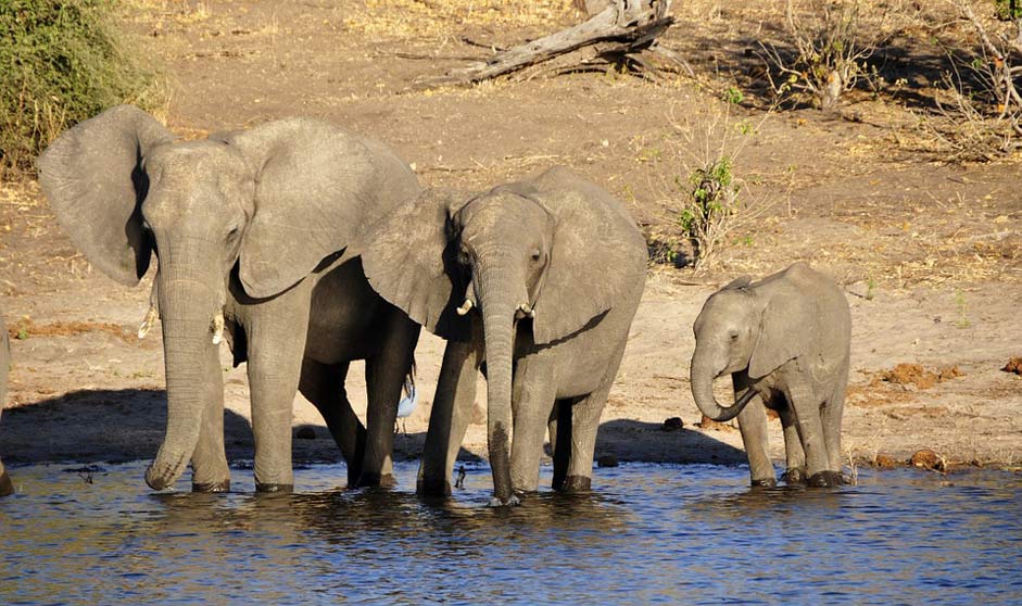 Family Elephant-Calf Water-Elephant Elephant