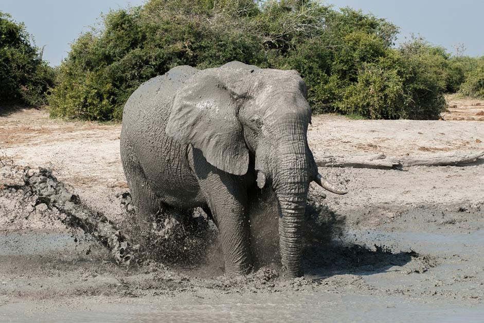 Water-Games High-Spirits Water-Hole Elephant