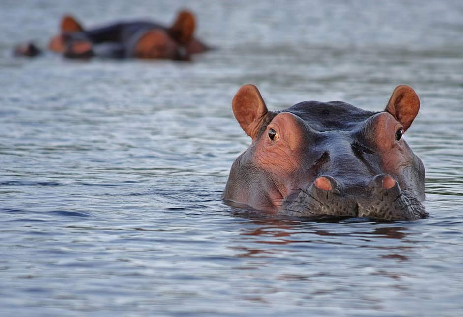 Look Animal Hippopotamus Hippo