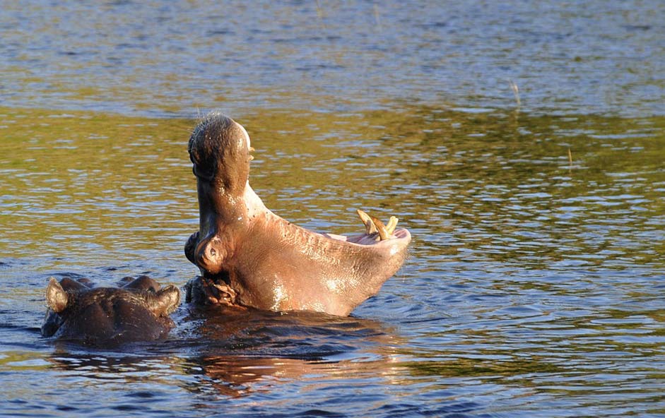 River Threaten Hippopotamus Hippo