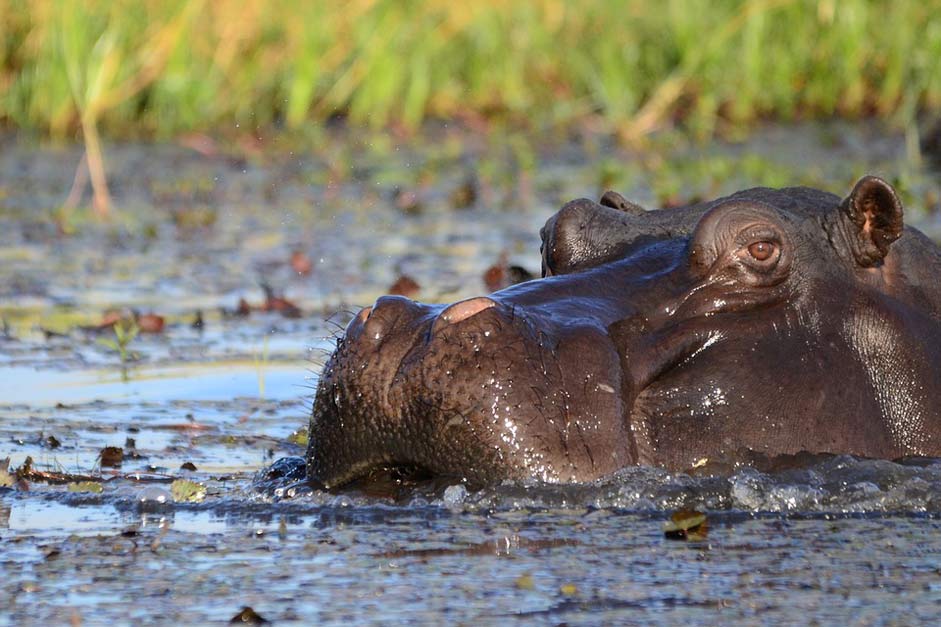 Botswana Mammal Hippo Hippopotamus