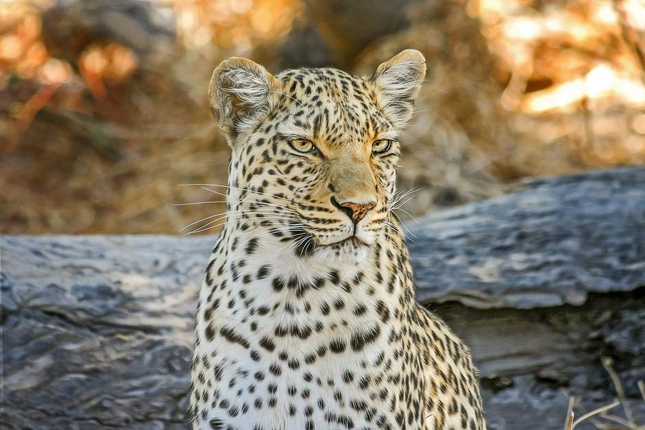 Wildcat Safari Africa Leopard