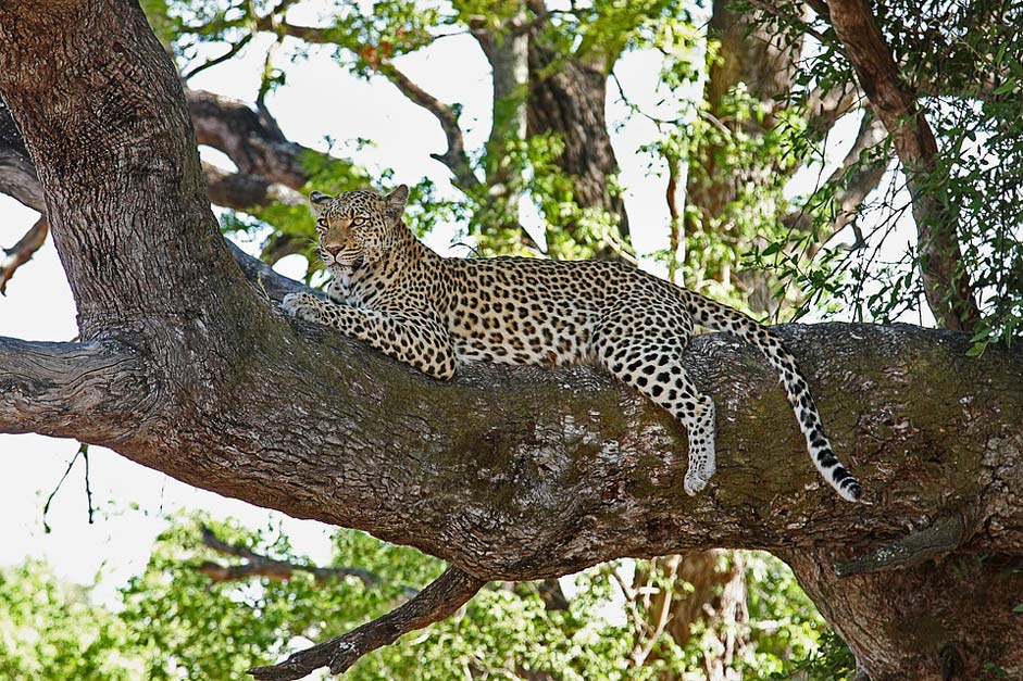 Wildcat Safari Africa Leopard