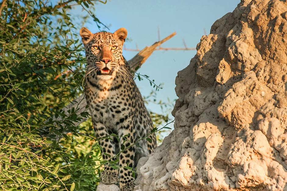 Wildcat Botswana Africa Leopard