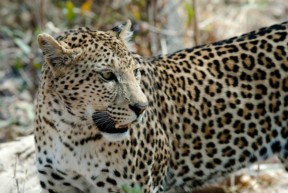 Botswana Savuti Big-Cat Leopard