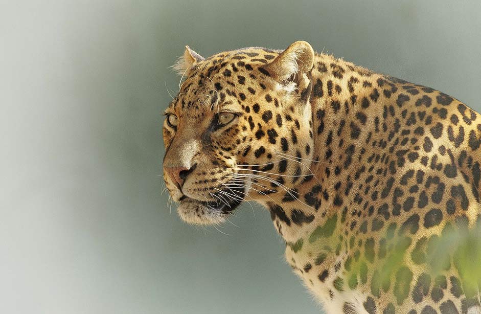 Wildlife Eyes Predator Leopard