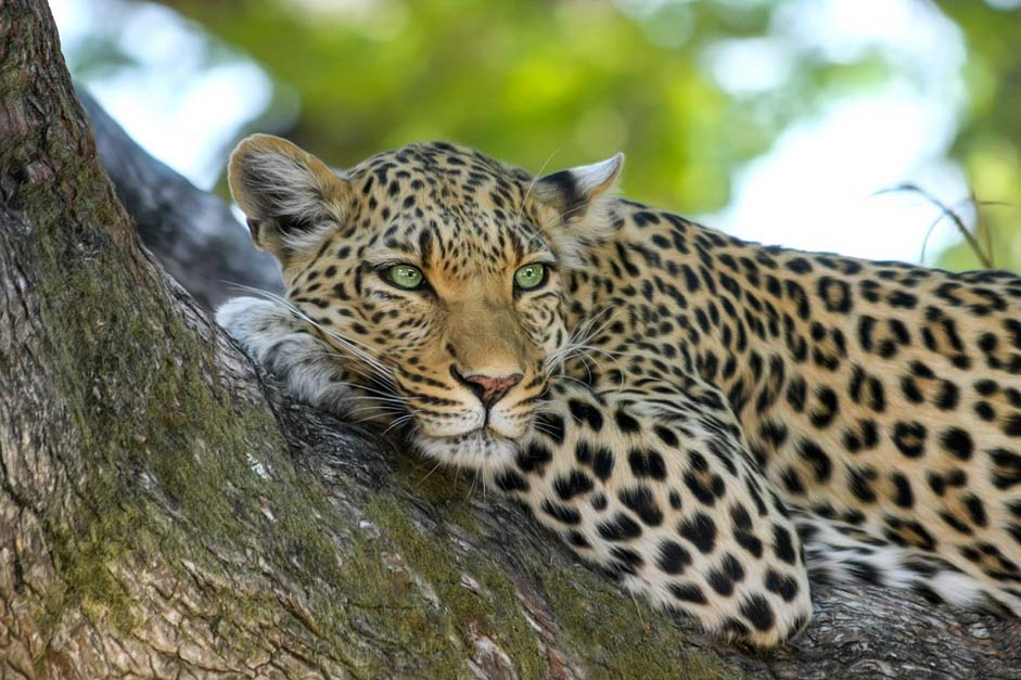 Botswana Big-Cat Wildcat Leopard