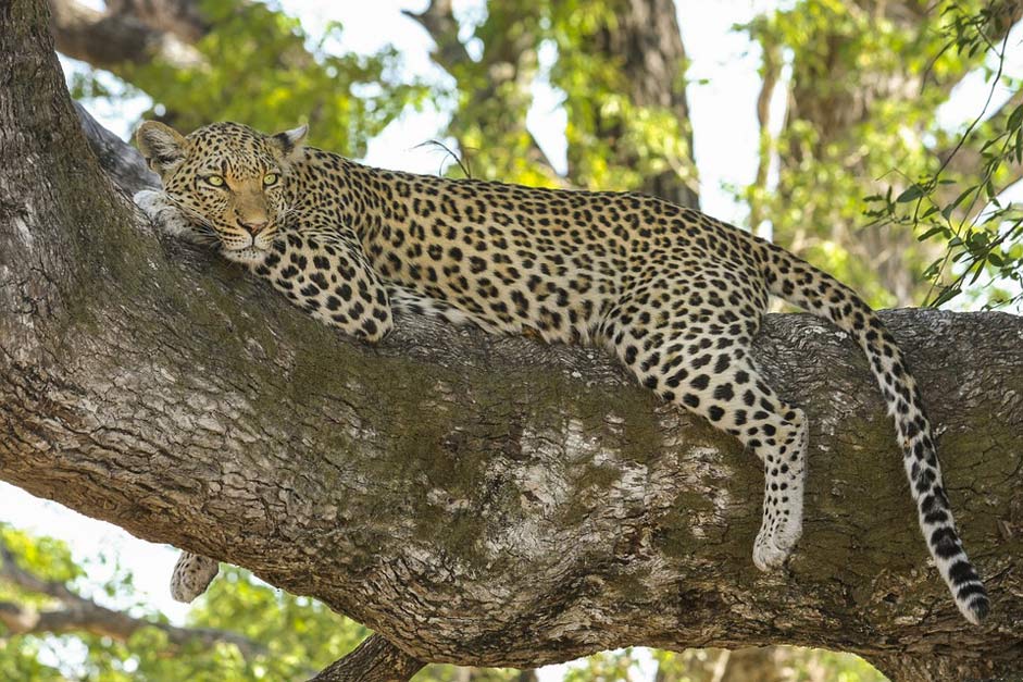 Safari Big-Cat Wildcat Leopard