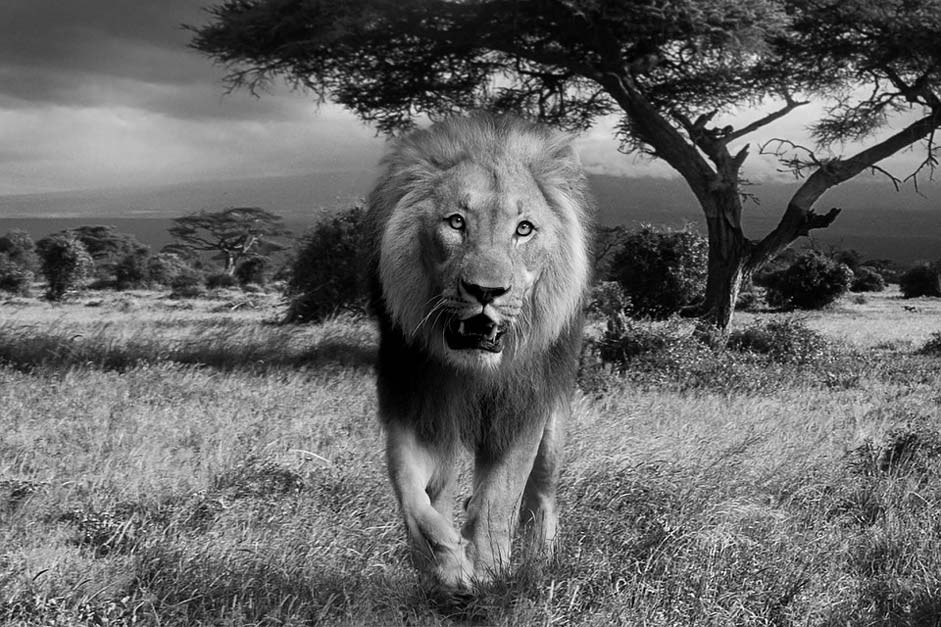 Predator Wildcat Africa Lion