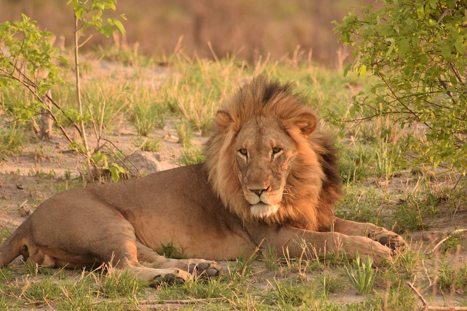 Safari Africa Botswana Lion