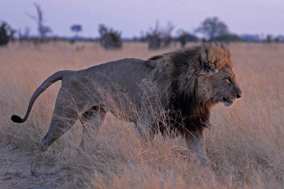 Predator Savuti Botswana Lion
