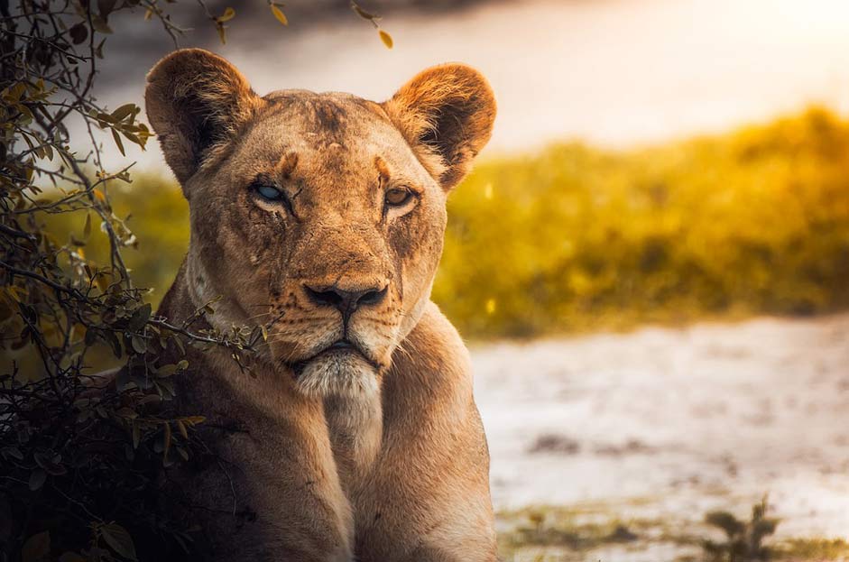 Wildlife Female Lioness Lion