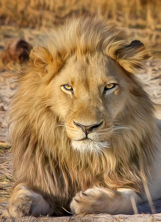 Predator Africa Safari Lion