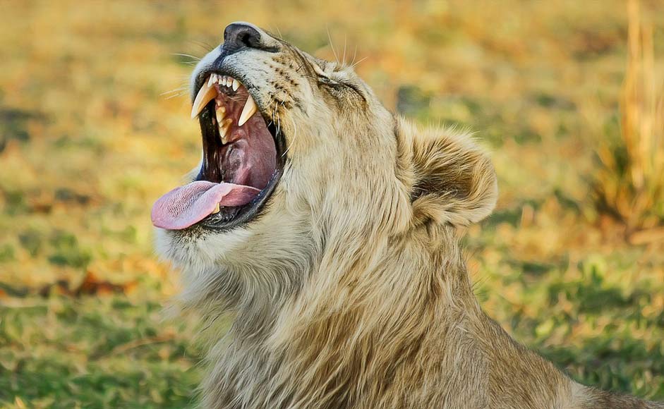 Predator Africa Safari Lion