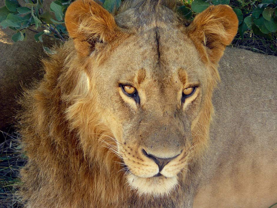 Big-Cat Wildlife Wild Lion