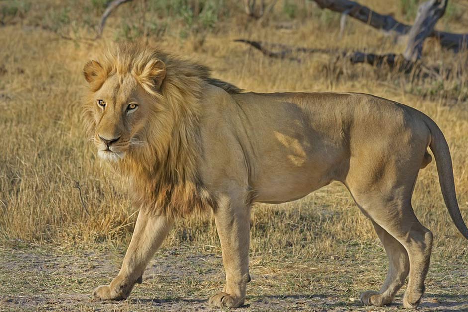 Africa Safari Wildcat Lion