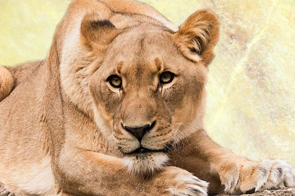 Big-Cat Animal-World Predator Lioness
