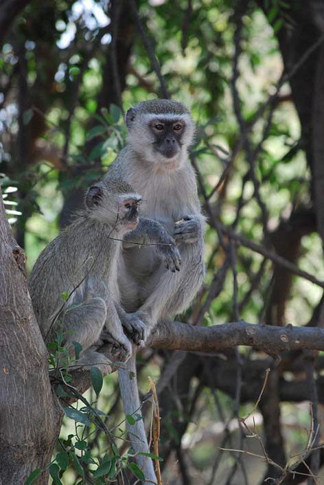  Botswana Africa Monkeys