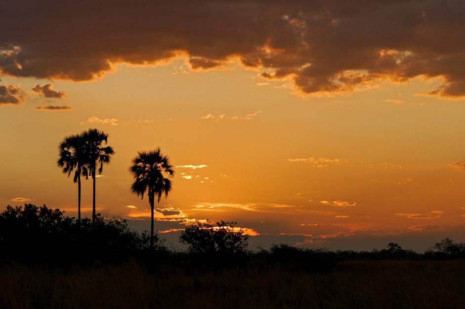 Africa Safari Sunset Palm-Trees