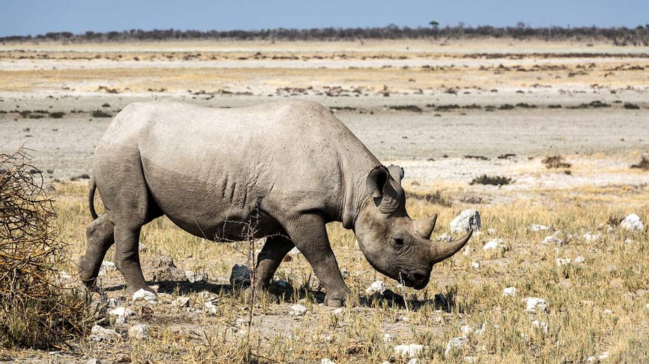 Safari Breitmaulnashorn Rhino Rinozeros