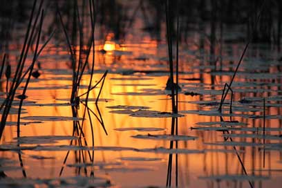 Abendstimmung Nature Botswana Water Picture