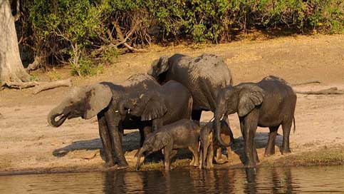 Chobe Botswana Africa Elephant-Family Picture