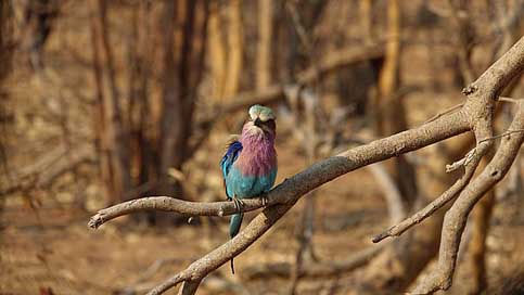 Forked-Roller Botswana Africa Bird Picture